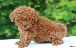 Miniature Poodle dogs for sale: Aleah - Image 4