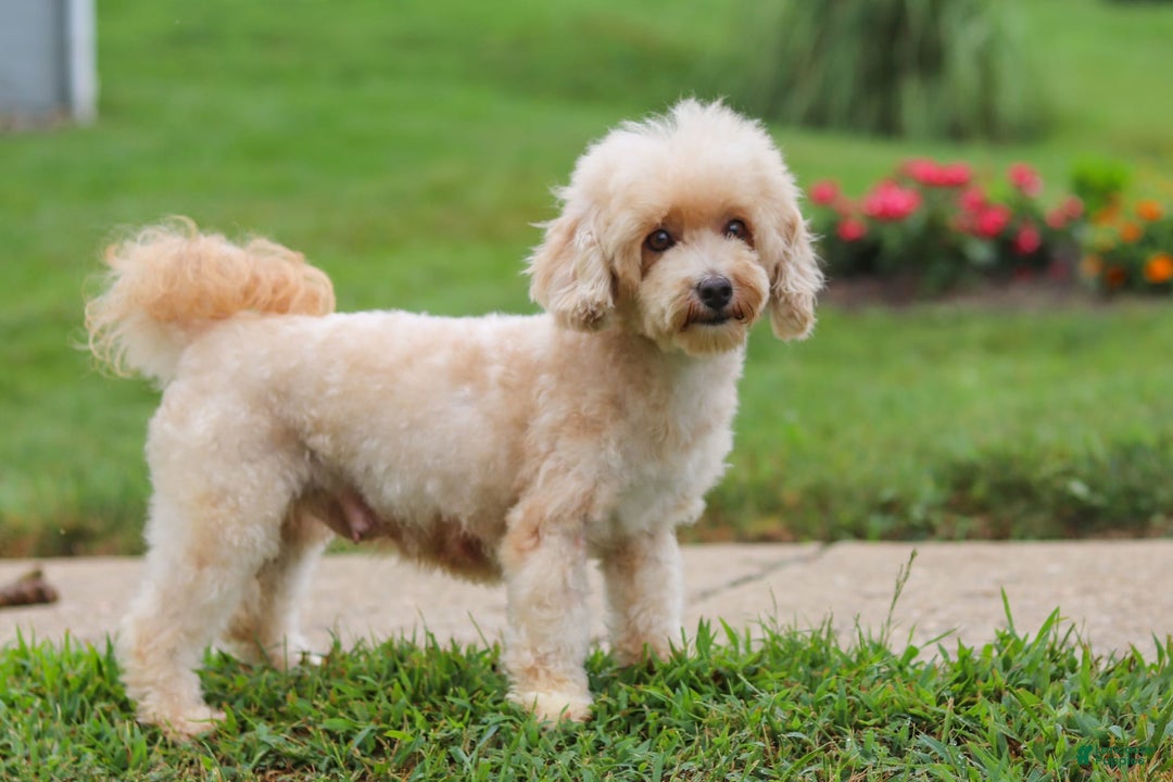 Maltipoo dogs for sale: Shiloh - Image 18