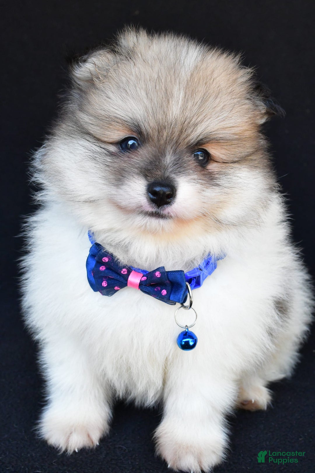Pomeranian dogs for sale: Teddy - Image 6