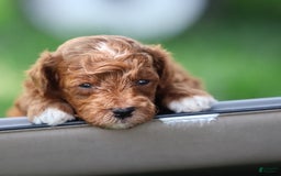 Toy Poodle dogs for sale: Dusky - Image 7