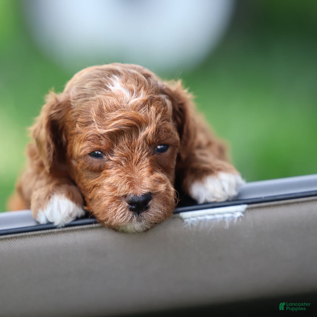 Toy Poodle dogs for sale: Dusky - Image 7