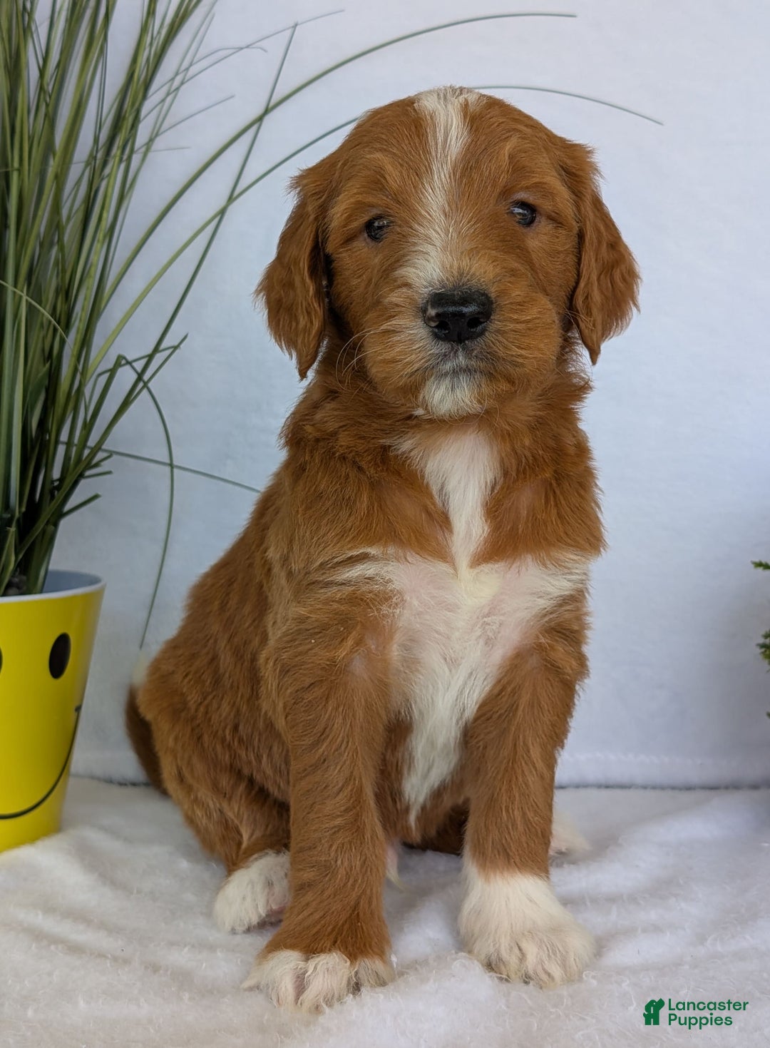 Goldendoodle dogs for sale: Mikey - Image 15