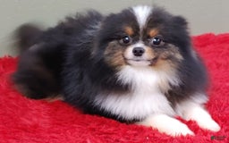 Pomeranian dogs for sale: Yovanni - Image 8