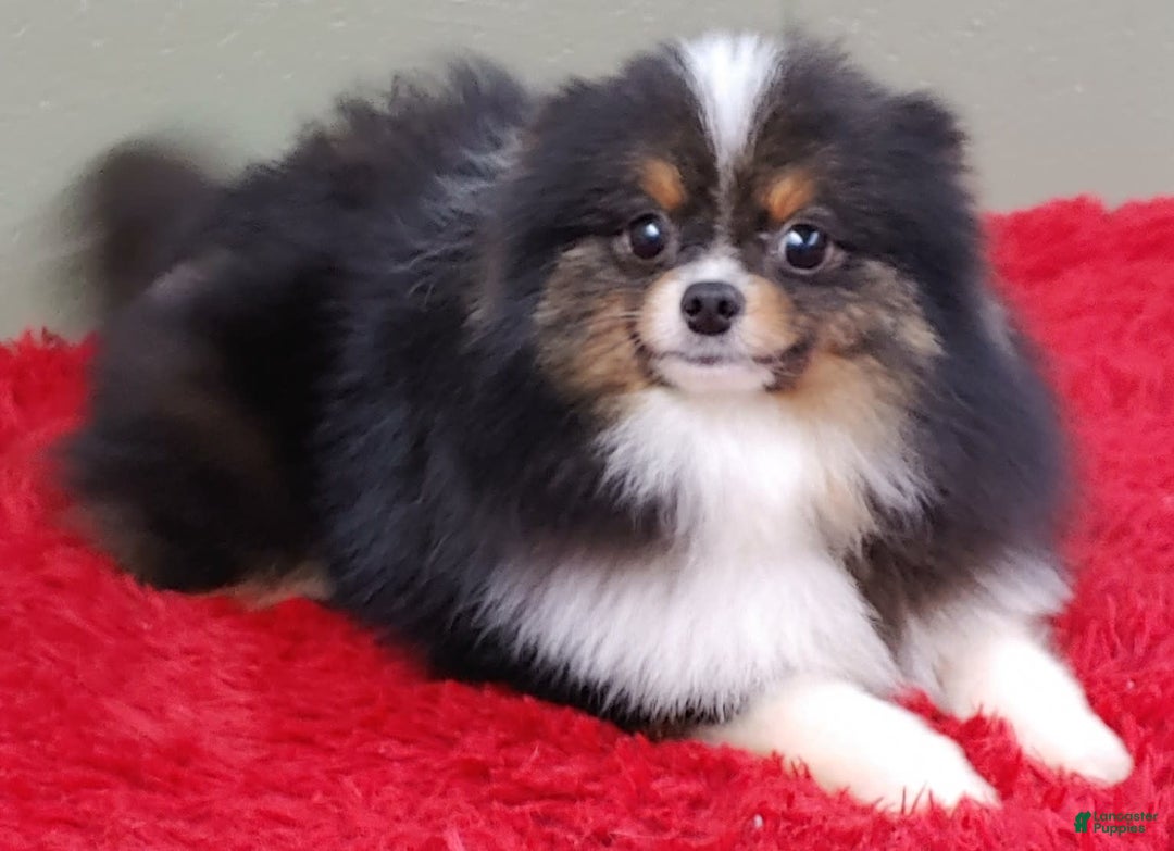 Pomeranian dogs for sale: Yovanni - Image 8