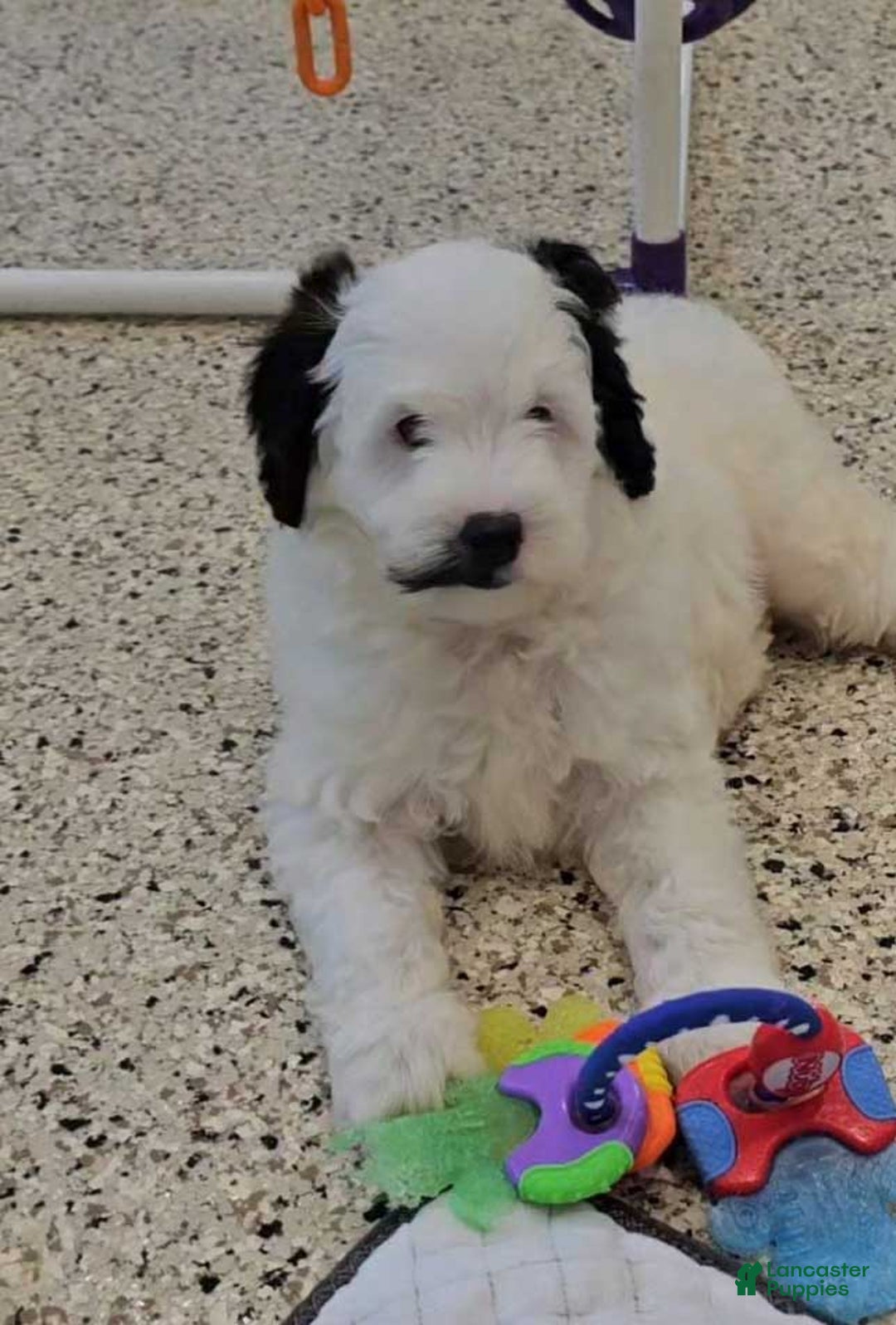  dogs for sale: Whitney - Image 6
