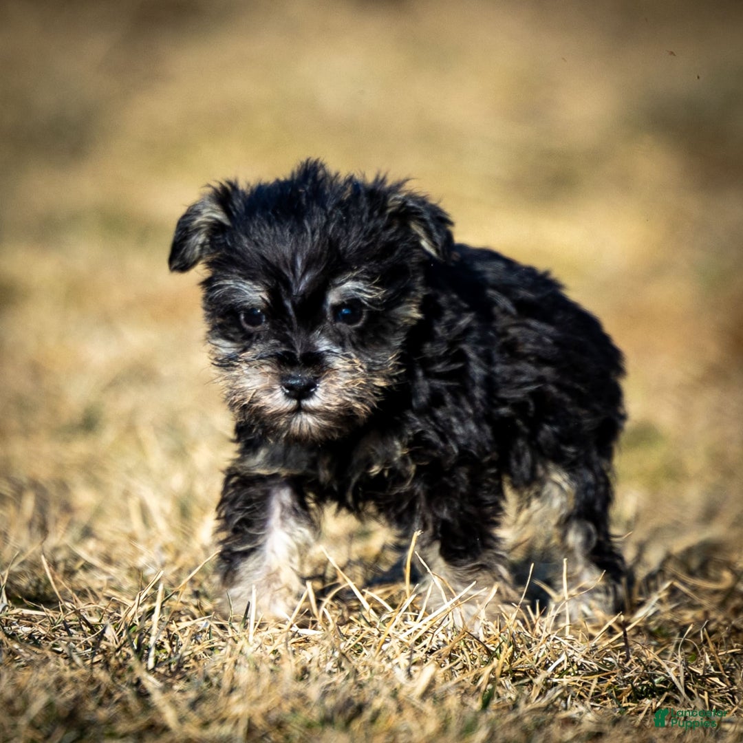 Miniature Schnauzer dogs for sale: Hugo - Image 5