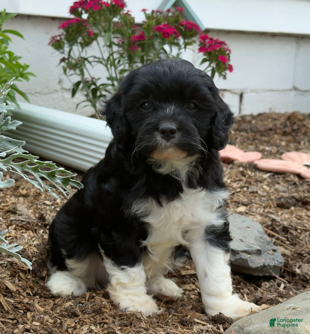 Cavapoo dogs for sale: Cassie - Image 5