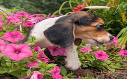 Beagle dogs for sale: Amarena - Image 9