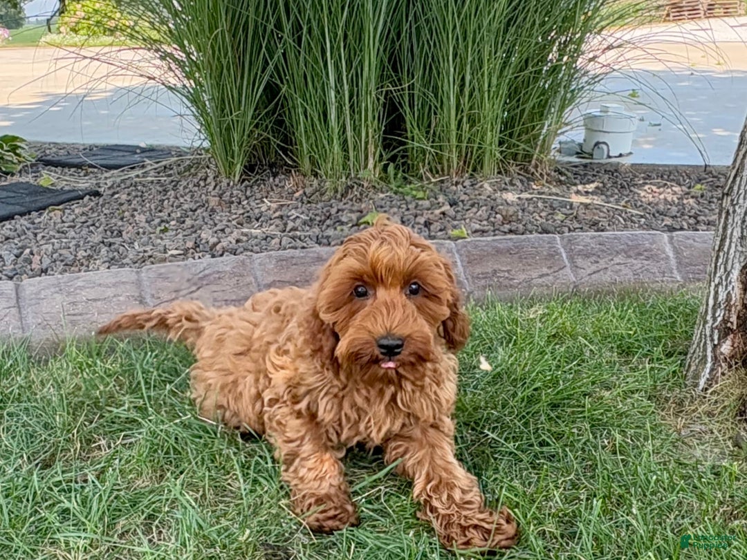 Cockapoo dogs for sale: Henry - Image 6