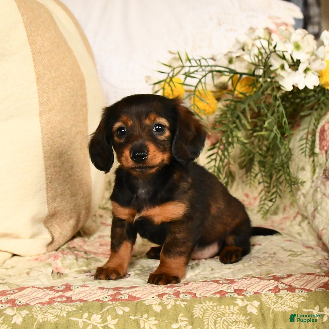 Miniature Dachshund dogs for sale: Ruby - Image 1