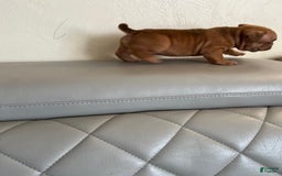 American Bully dogs for sale: Lucky - Image 3