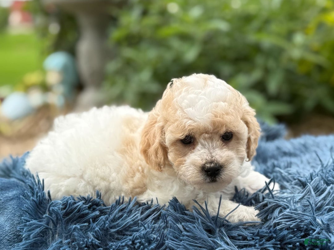 Bichpoo dogs for sale: Simon - Image 5