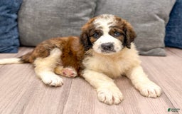 Saint Berdoodles dogs for sale: Juniper - Image 1