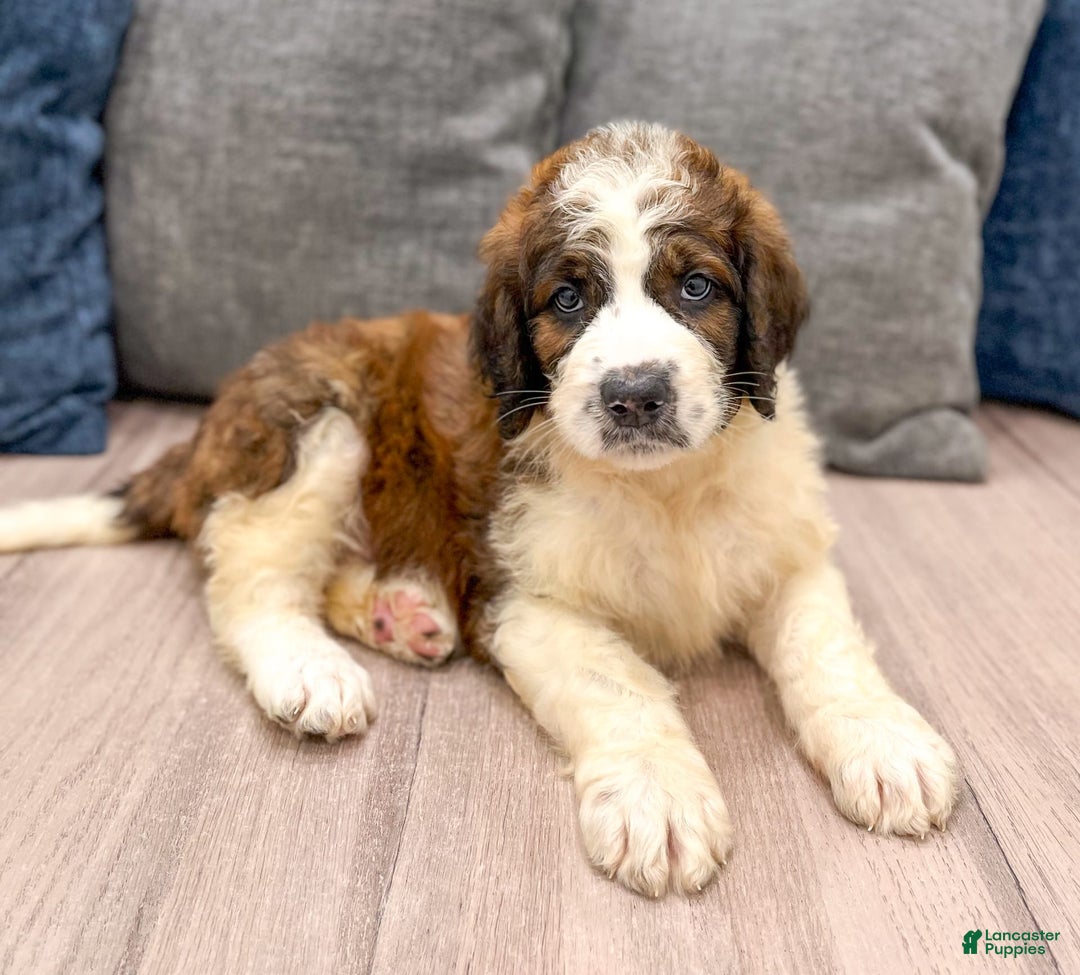 Saint Berdoodles dogs for sale: Juniper - Image 1