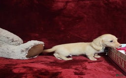 Miniature Dachshund dogs for sale: Butterbean - Image 11