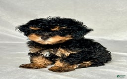 Miniature Poodle dogs for sale: Lola - Image 3