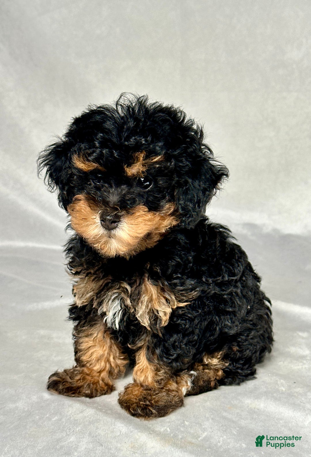 Miniature Poodle dogs for sale: Lola - Image 3