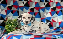 Dalmatian dogs for sale: Lazarus - Image 5