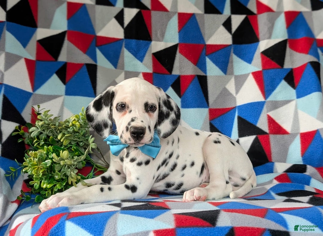 Dalmatian dogs for sale: Lazarus - Image 5