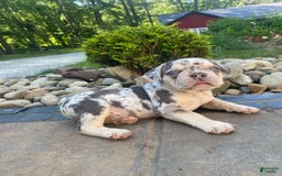 French Bulldog dogs for sale: Rambo - Image 3