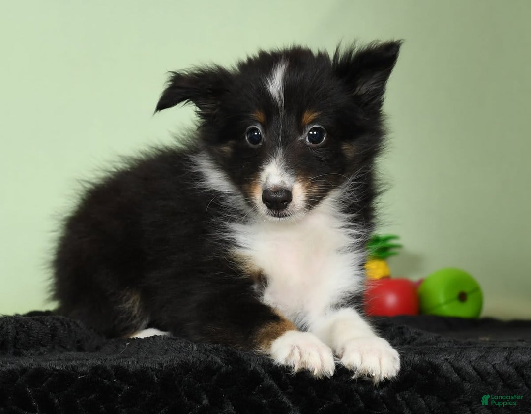 Shetland Sheepdog dogs for sale: Meekah - Image 1