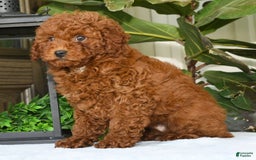 Miniature Poodle dogs for sale: Scotty - Image 17