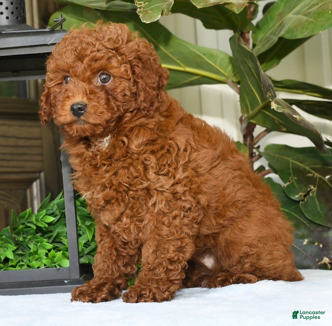 Miniature Poodle dogs for sale: Scotty - Image 17
