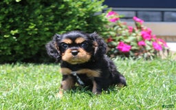 Cavalier King Charles Spaniel dogs for sale: Boomer - Image 12