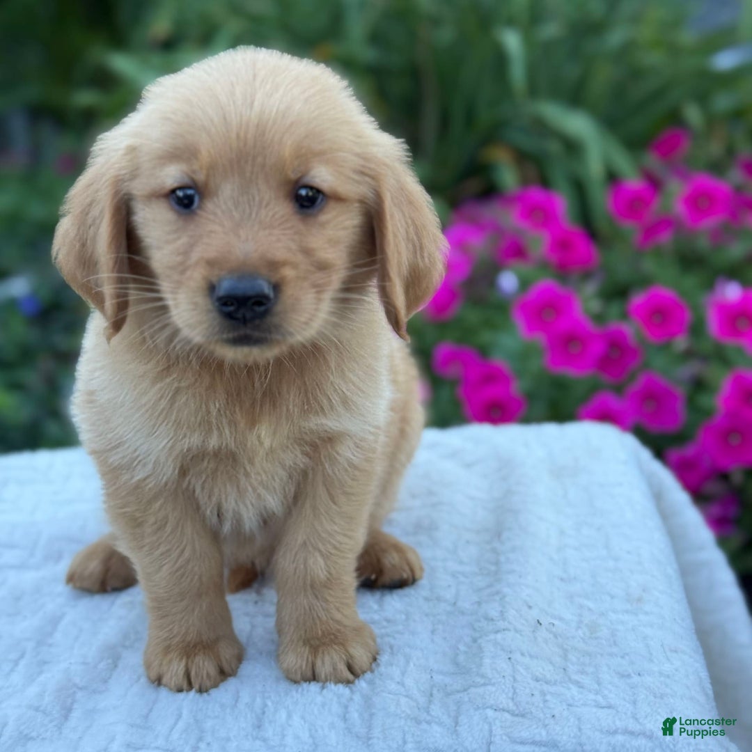 Golden Retriever dogs for sale: Golden Retriever 8 puppies - Image 1