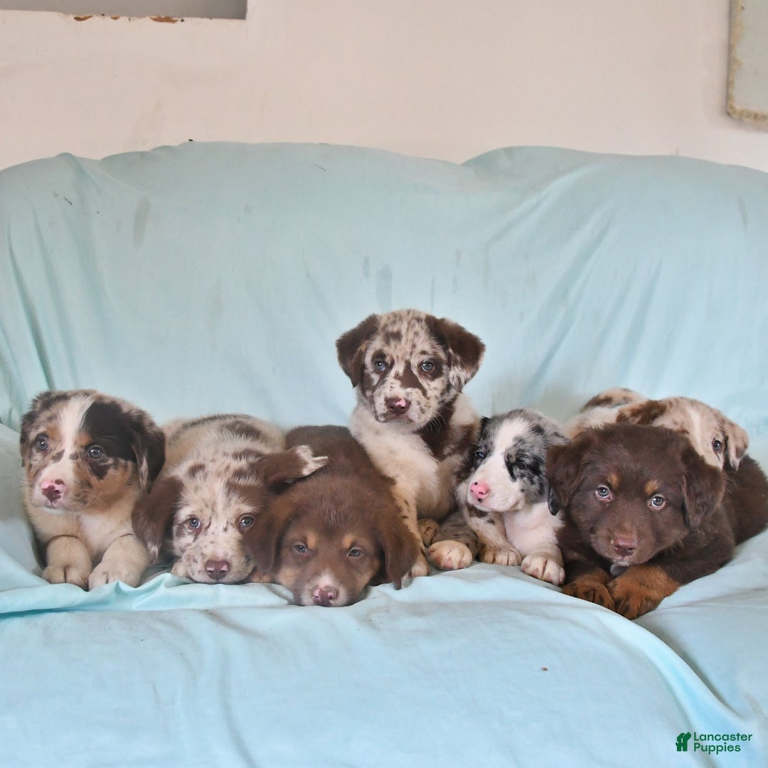 Australian Shepherd dogs for sale: Frankie - Image 5