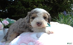 Mini Bernedoodle dogs for sale: Lucy - Image 2