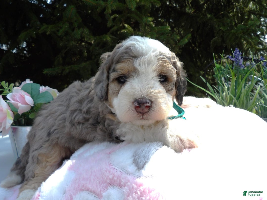 Mini Bernedoodle dogs for sale: Lucy - Image 2