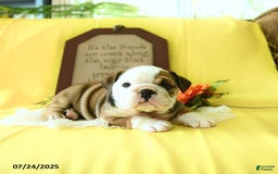 English Bulldog dogs for sale: Katrina - Image 6