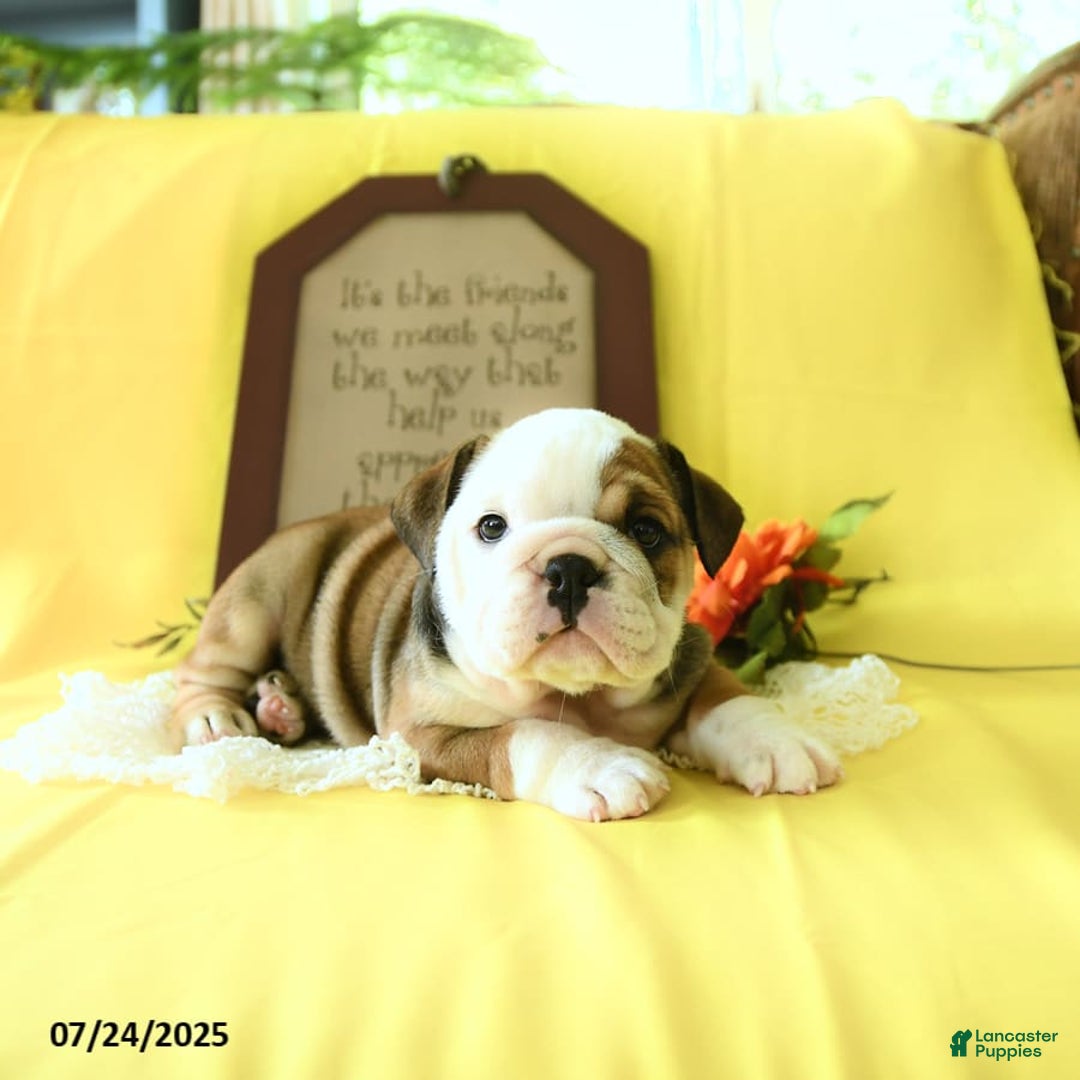 English Bulldog dogs for sale: Katrina - Image 6