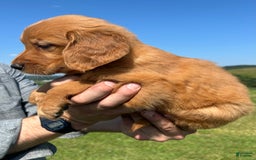 Golden Retriever dogs for sale: Meadow - Image 7
