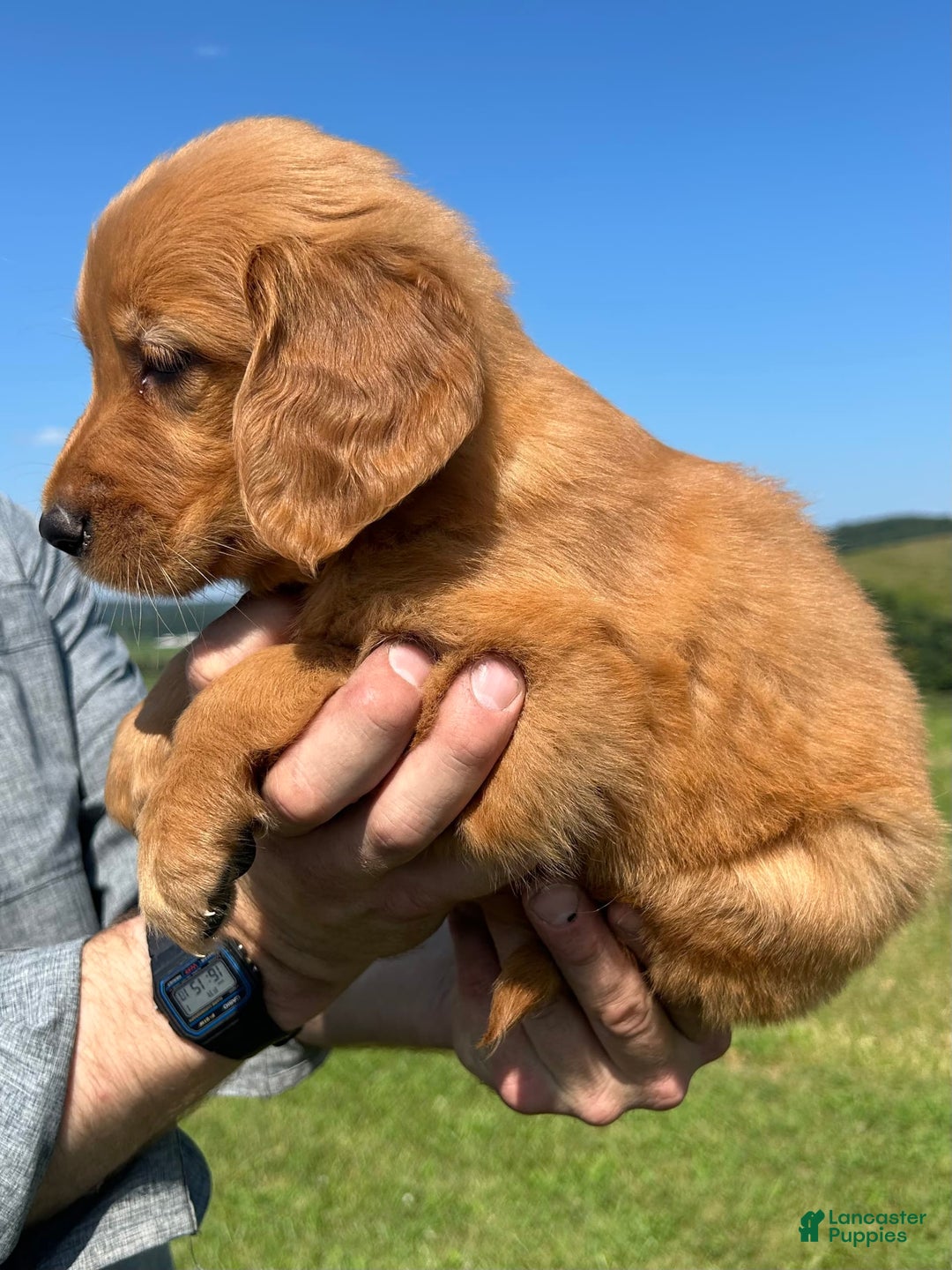 Golden Retriever dogs for sale: Meadow - Image 7