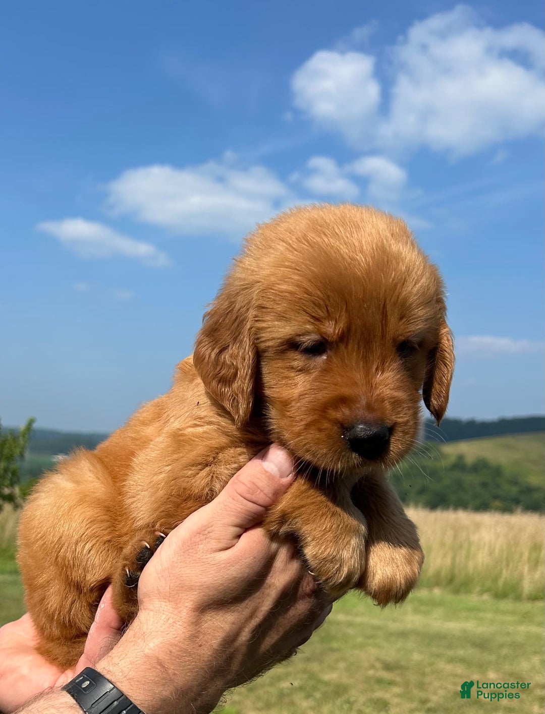 Golden Retriever dogs for sale: Honey - Image 8