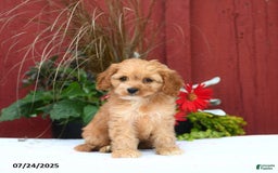 Cockapoo dogs for sale: Kenzo - Image 3