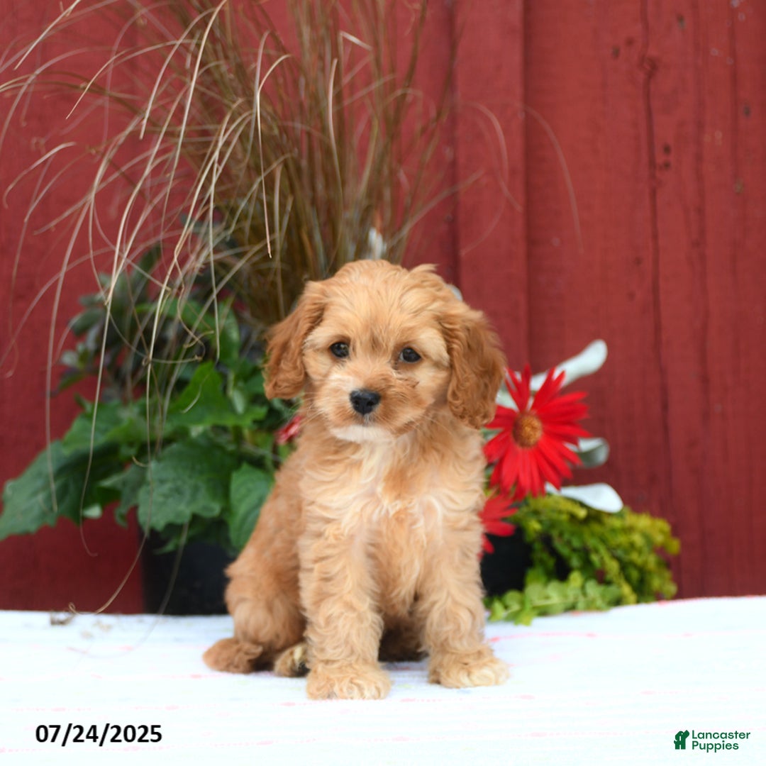 Cockapoo dogs for sale: Kenzo - Image 3