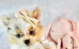 Pomeranian dogs for sale: Pelusa - Image 2