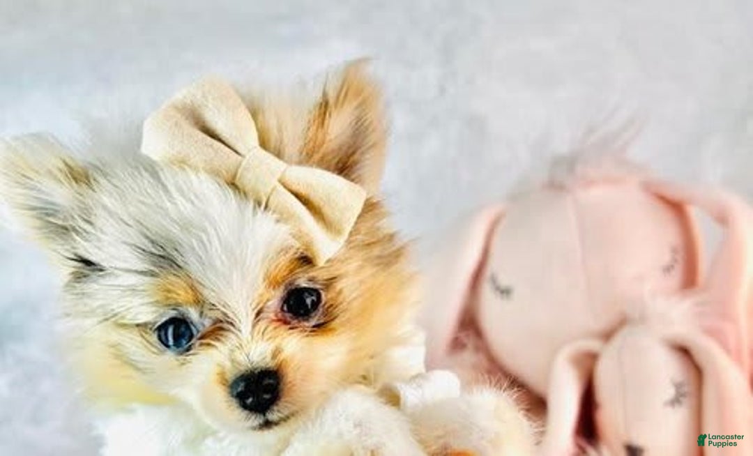 Pomeranian dogs for sale: Pelusa - Image 2