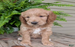 Goldendoodle dogs for sale: Lolly - Image 27
