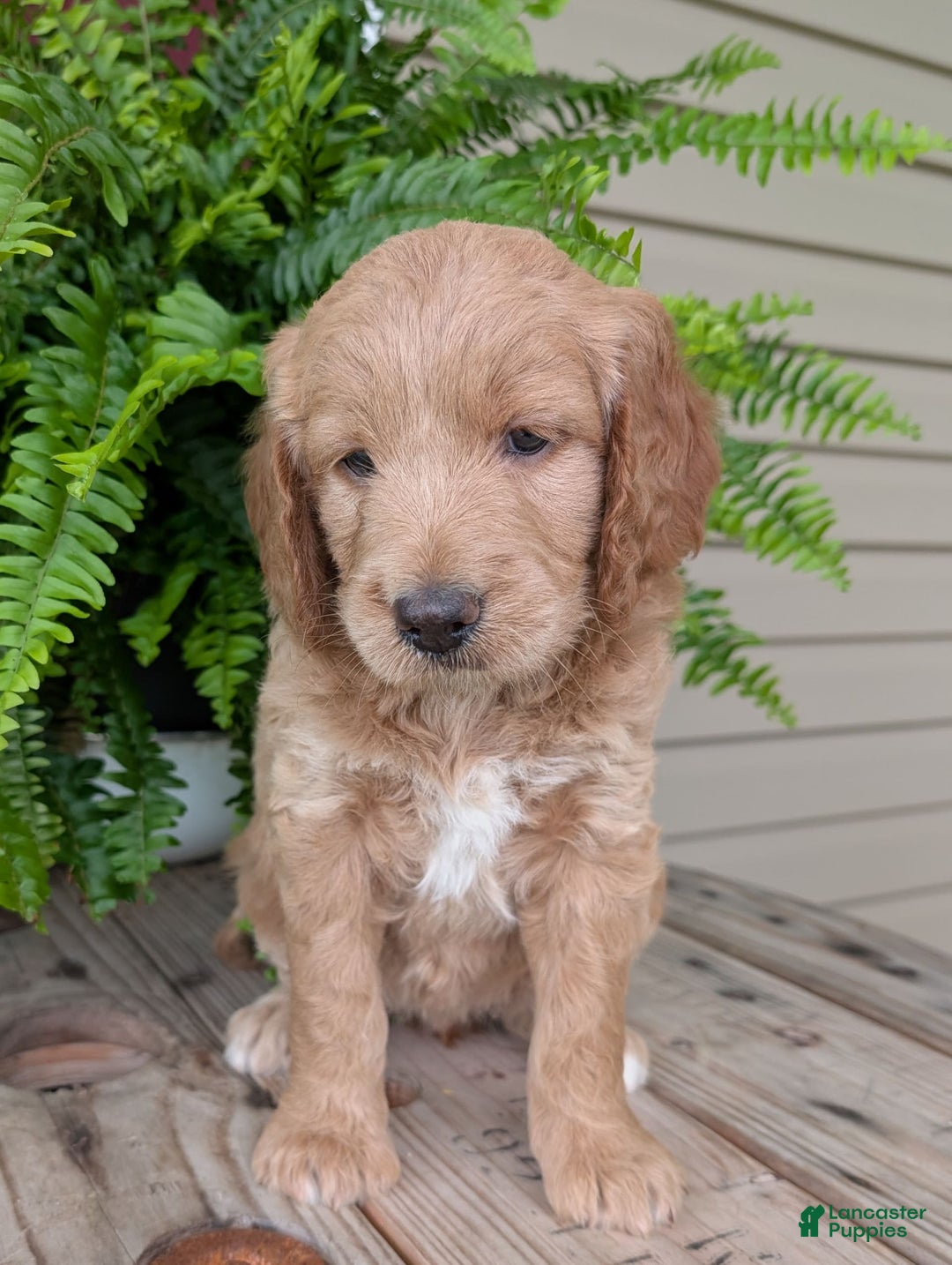 Goldendoodle dogs for sale: Lolly - Image 27