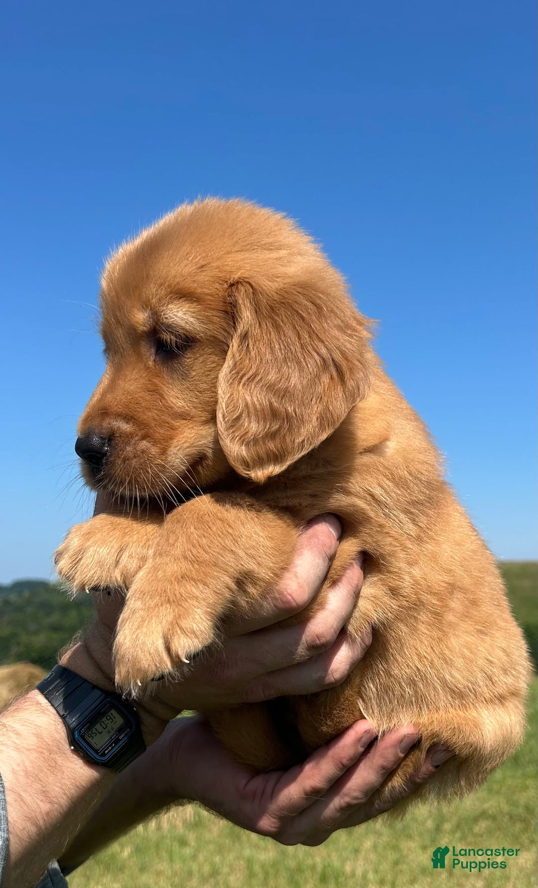 Golden Retriever dogs for sale: Honey - Image 14