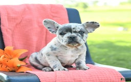French Bulldog dogs for sale: Jemma - Image 5
