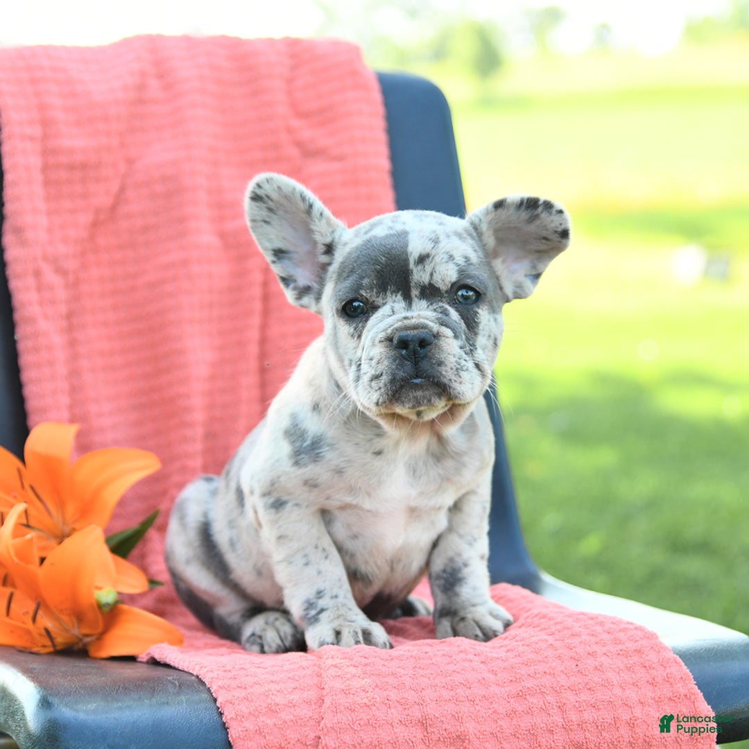 French Bulldog dogs for sale: Jemma - Image 5