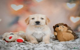 Goldendoodle dogs for sale: Rusty - Image 3