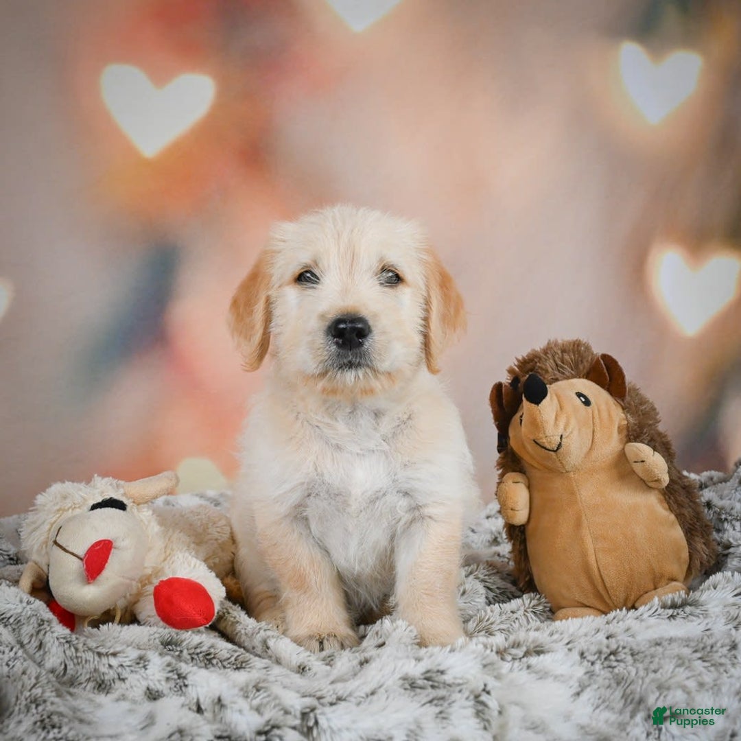 Goldendoodle dogs for sale: Rusty - Image 3