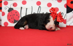 Bernese Mountain Dog dogs for sale: Pebbles - Image 48