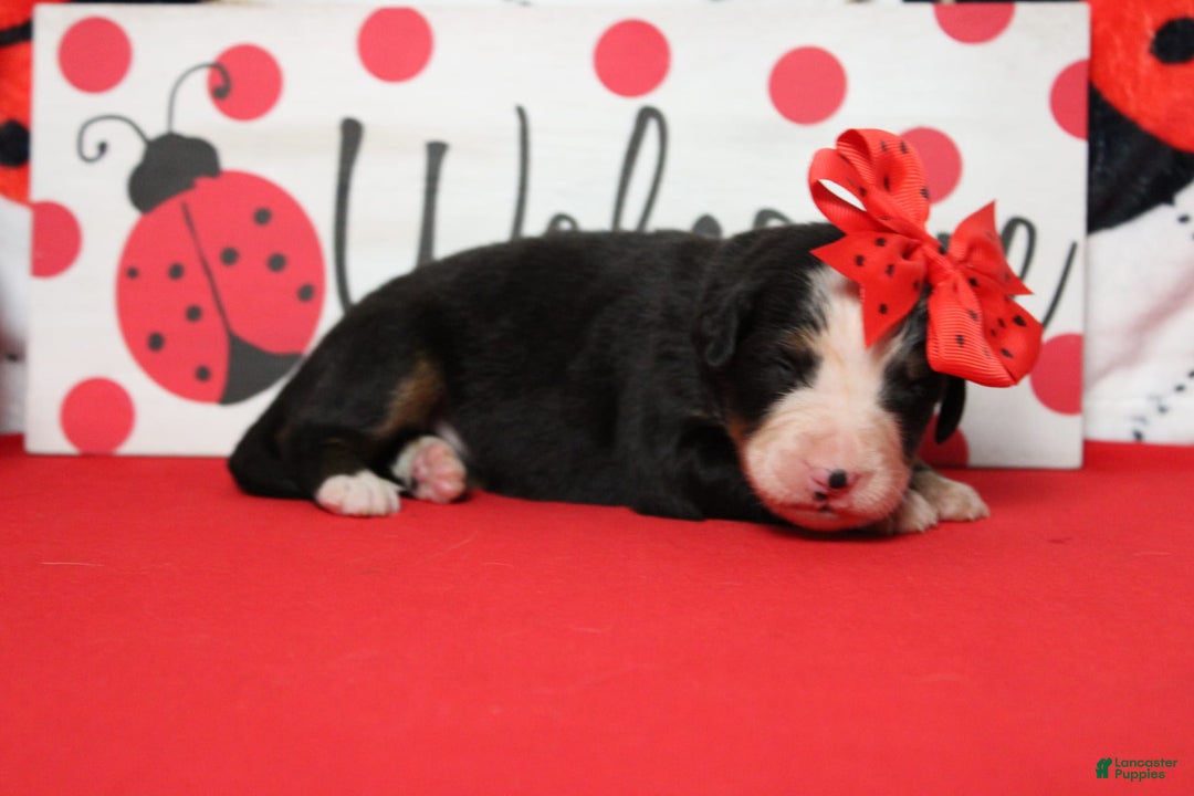 Bernese Mountain Dog dogs for sale: Pebbles - Image 48